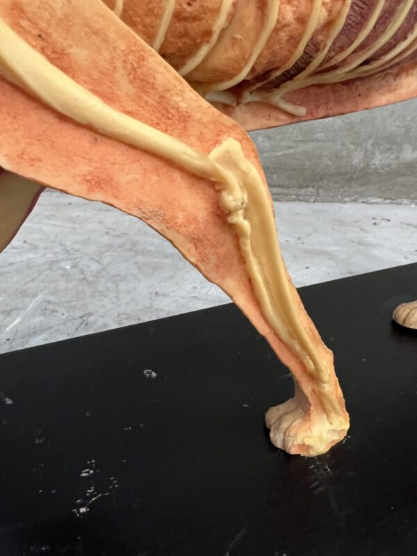 Anatomisch model kat