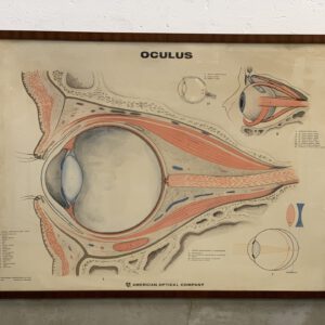 Amerikaanse anatomische plaat oog 1967